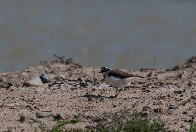 Corriol petit (Charadrius dubius)