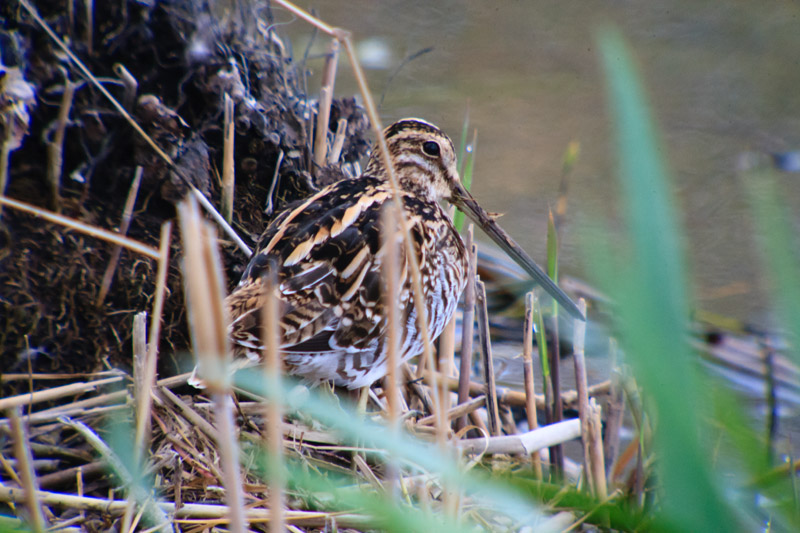 Becadell comú (Gallinago gallinago)