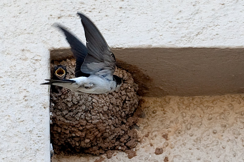 l'Oreneta cuablanca (Delichon urbica).