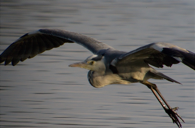 Bernat pescaire (Ardea cinerea)