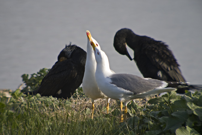 Gavià argentat (Larus michaellis) 1de3