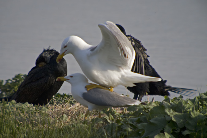 Gavià argentat (Larus michaellis) 2de3