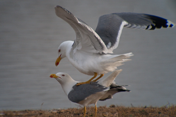 Gavià argentat (Larus cachinnans) 2de4