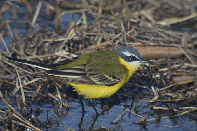 Cuereta groga (Motacilla flava).