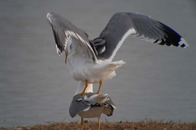 Gavià argentat (Larus cachinnans) 3de4