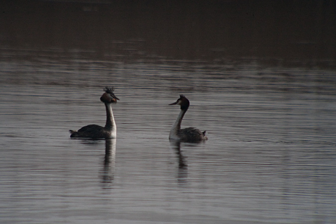 Cabussó emplomallat (Podiceps cristatus)