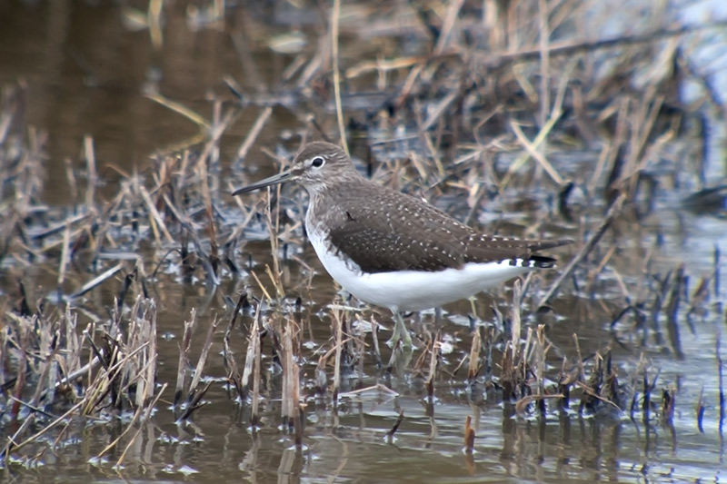 Xivita (Tringa ochropus)