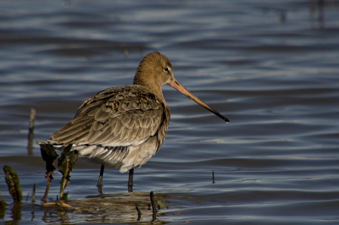 Tetol (Limosa limosa)