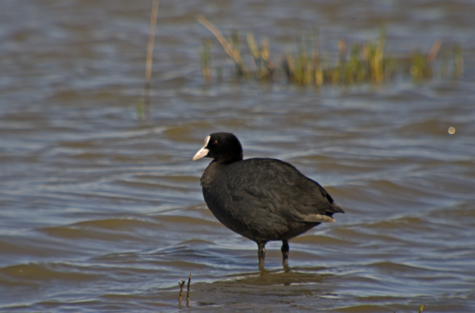 Fotja vulgar (Fulica atra)