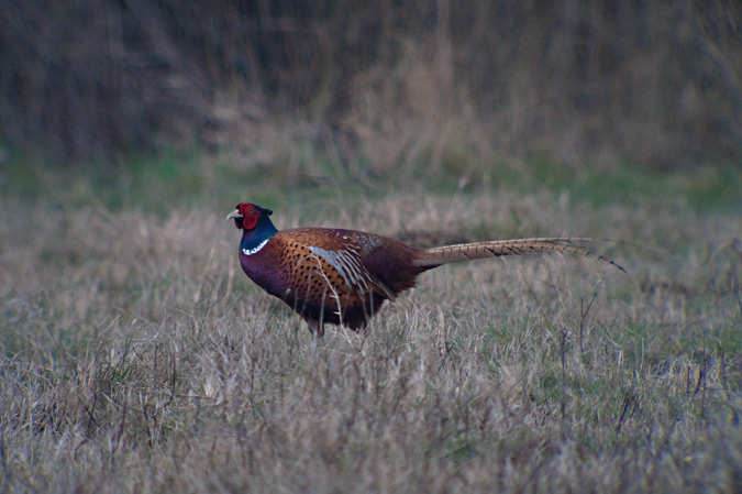 Faisà (Phasianus colchicus)