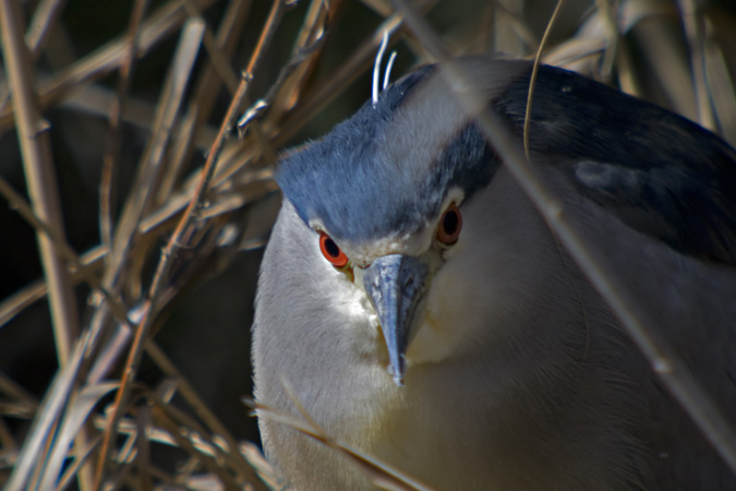 Martinet de nit (Nycticorax nycticorax)  1de2