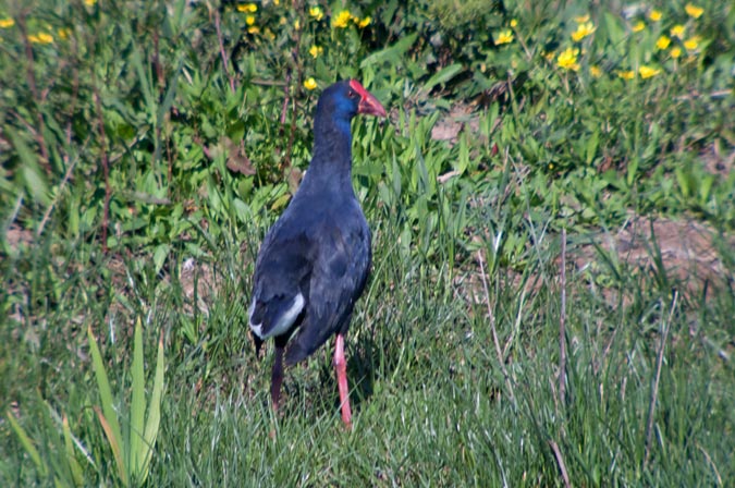 Polla blava (Porphyrio porphyrio)