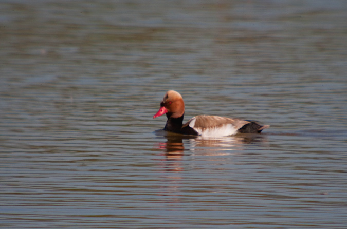 Xibec (Netta rufina)