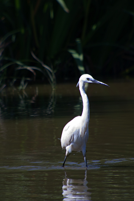 Martinet blanc ( Egretta garzetta)