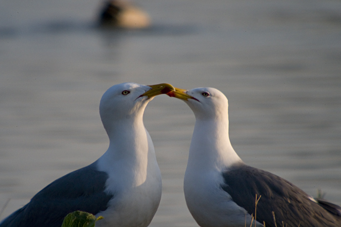 Gavià argentat (Larus michaellis)