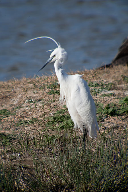 Martinet blanc (Egretta garzetta)