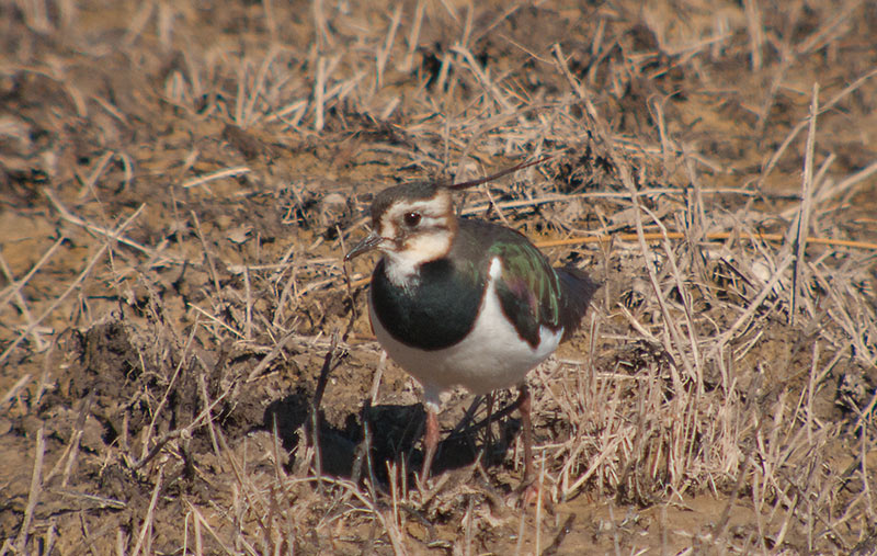 Fredeluga (Vanellus vanellus)