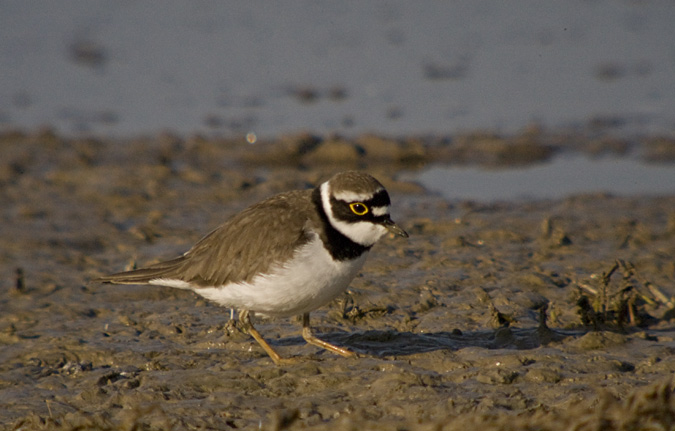 Corriol petit (Charadrius dubius)