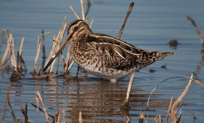 Becadell comú (Gallinago gallinago)