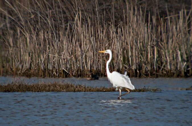 Agró blanc ( Egretta alba ) 1de2