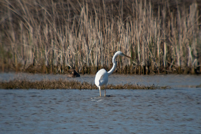 Agró blanc ( Egretta alba ) 2de2