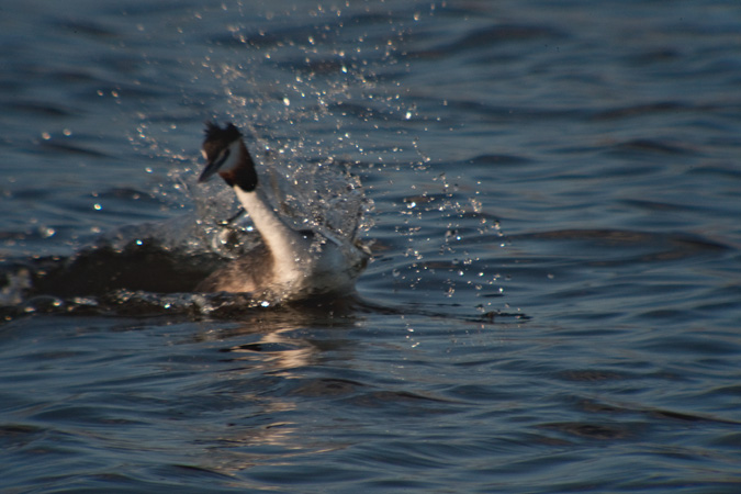 Cabussó emplomallat (Podiceps cristatus) 3de3