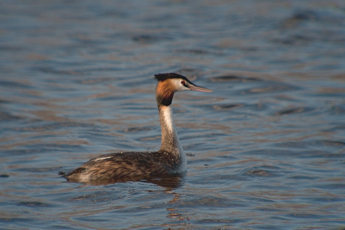 Cabussó emplomallat (Podiceps cristatus) 1de3