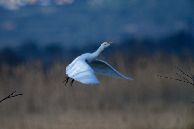 Esplugabous (Bubulcus ibis) 2de5