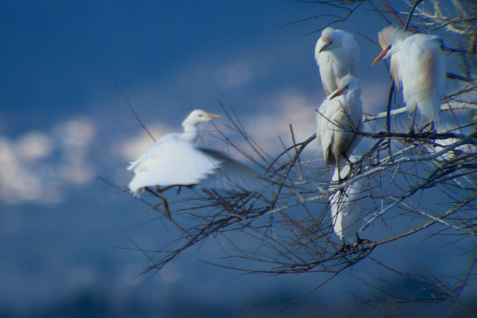 Esplugabous (Bubulcus ibis) 4de5