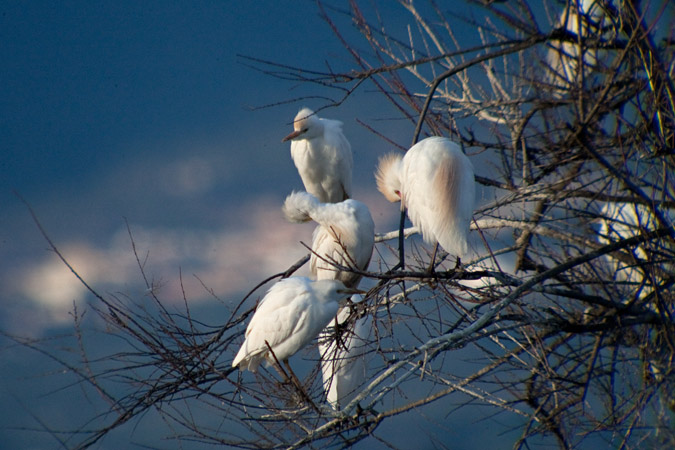 Esplugabous (Bubulcus ibis) 5de5