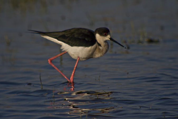 Cames llargues (Himantopus himantopus)