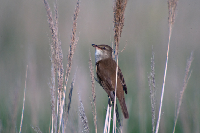 Balquer (Acrocephalus arundinaceus)