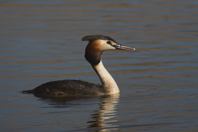 Cabussó emplomallat (Podiceps cristatus)