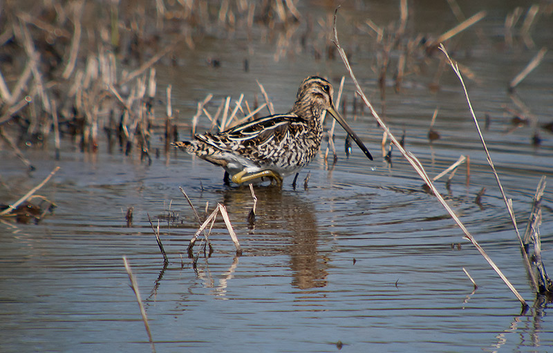 Becadell comú (Gallinago gallinago)