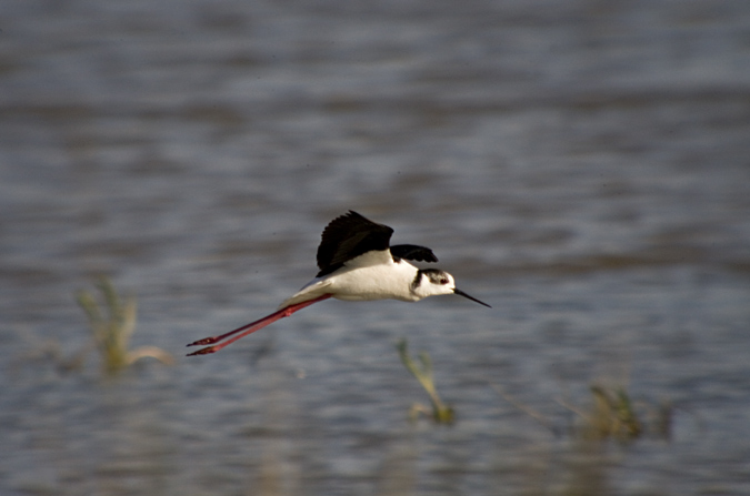 Cames llargues (Himantopus himantopus)