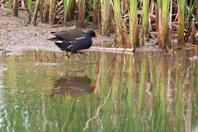 Polla d'aigua (Gallinula chloropus)