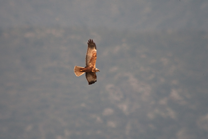 Arpella vulgar (Circus aeruginosus)