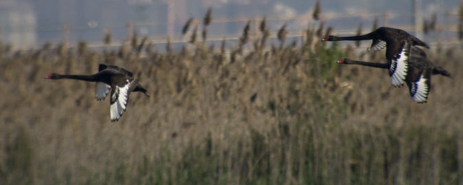 Cignes negres(Cygnus atratus)