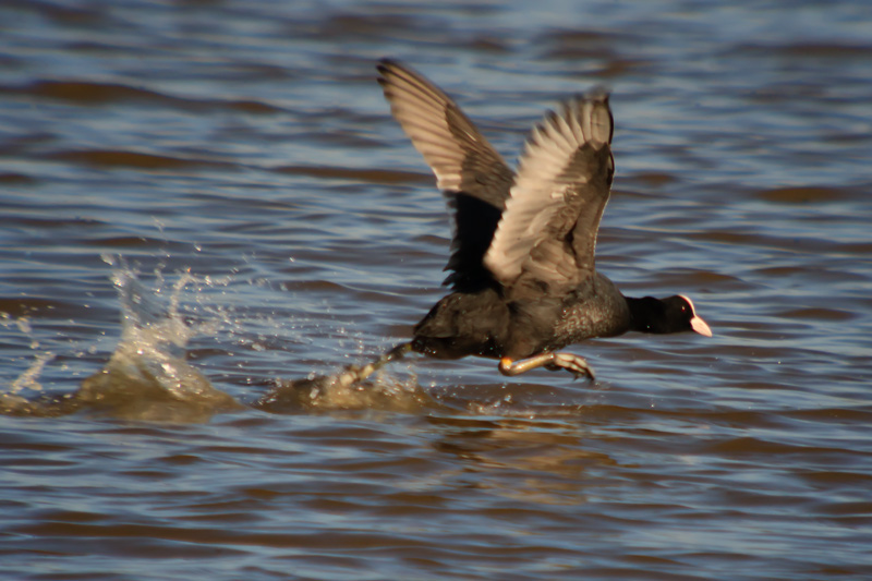Fotja (Fulica atra)