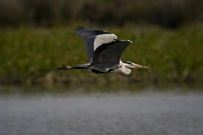 Bernat pescaire (Ardea cinerea)