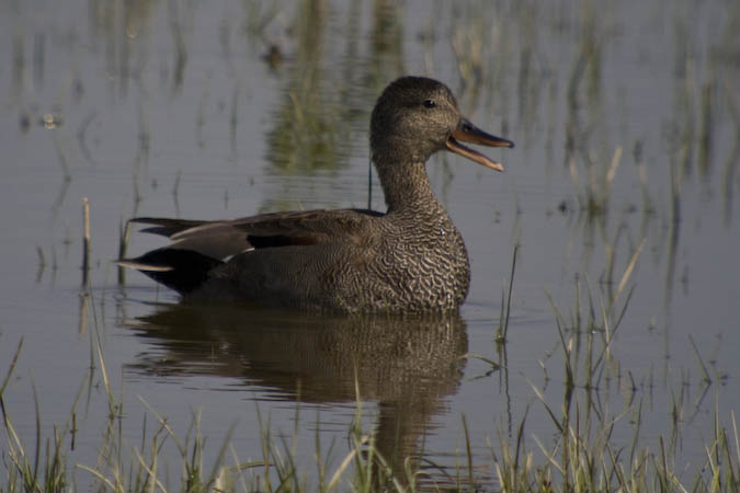 Anec Griset (Anas strepera)