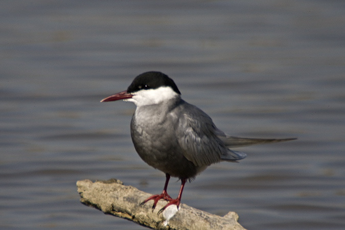 Fumarell carablanc (Chlidonias hybridus)