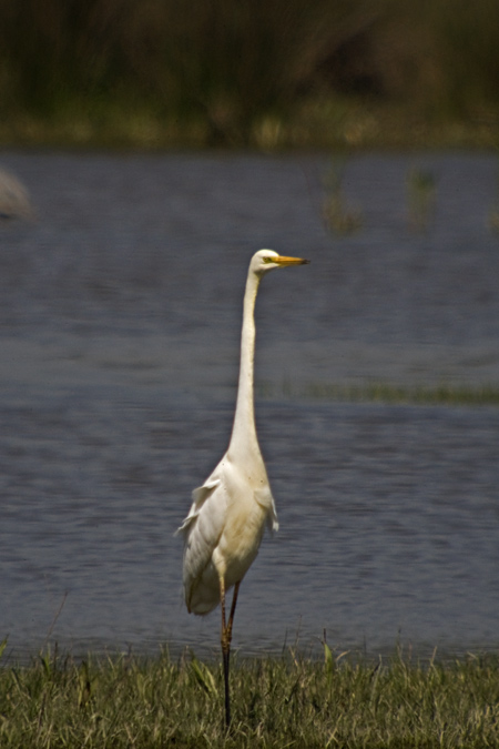 Agró blanc ( Egretta alba )