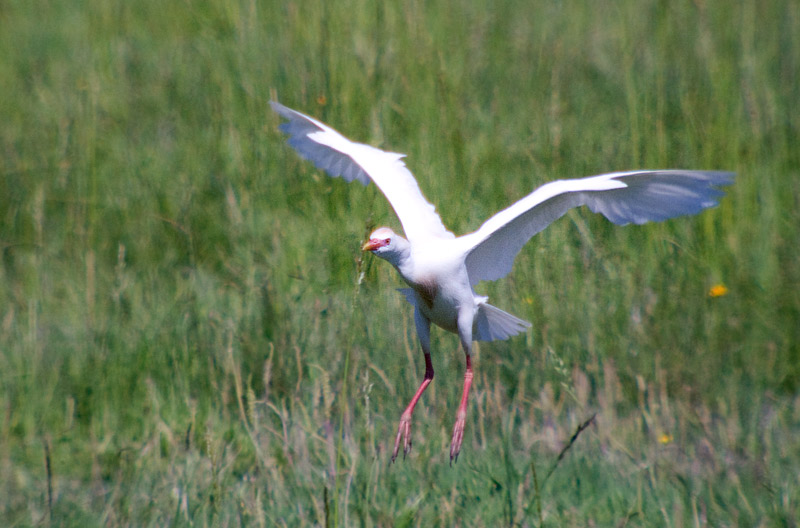 Esplugabous (Bubulcus Ibis)