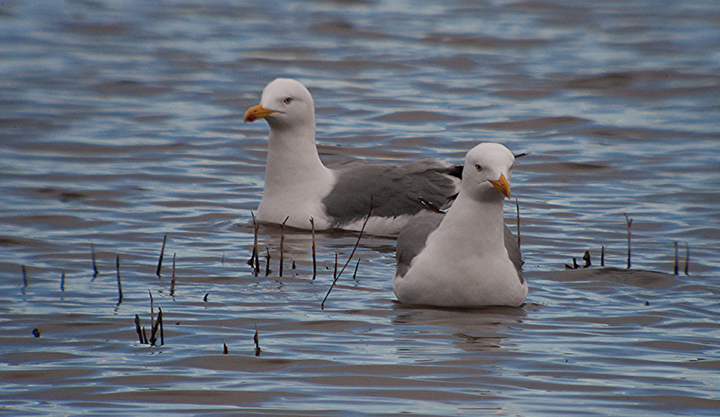 Gavià argentat (Larus michahellis)