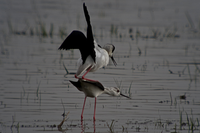 Cames llargues (Himantopus himantopus)