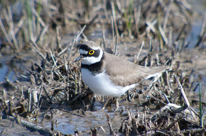 Corriol petit (Charadrius dubius)