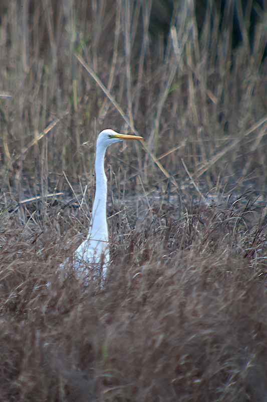 Agró blanc (Ardea alba)