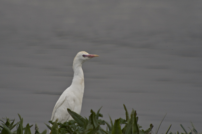 Esplugabous (Bulbucus ibis)