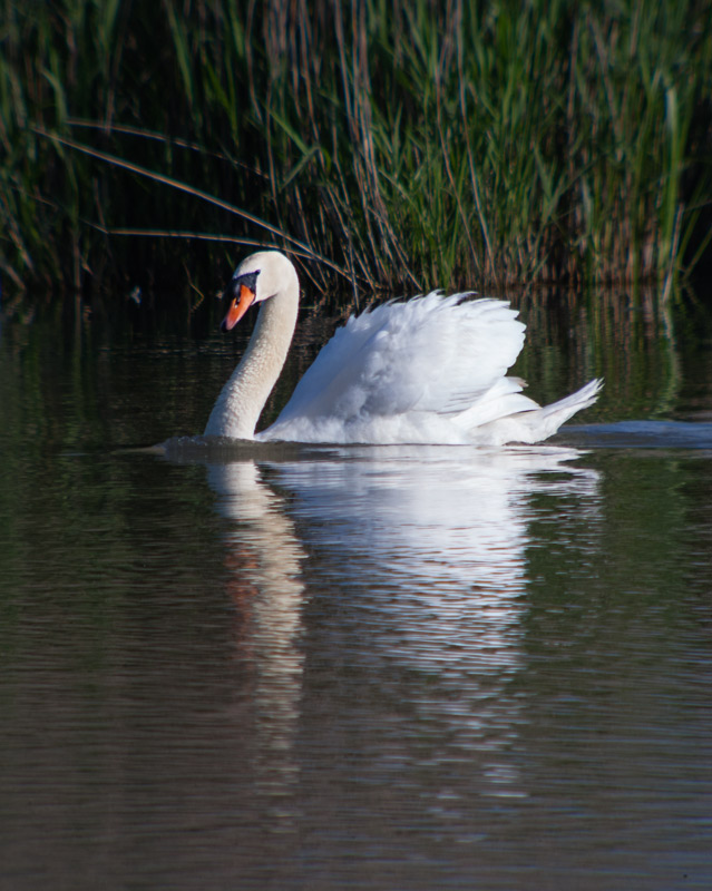 Cigne mut (Cygnus olor)